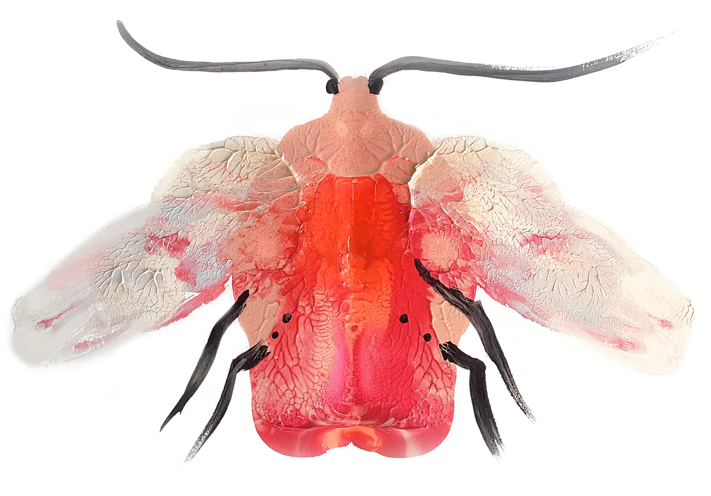 Pink Moth | Archival Art Print