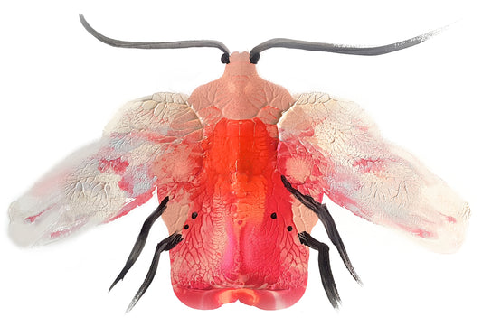 Pink Moth | Archival Art Print