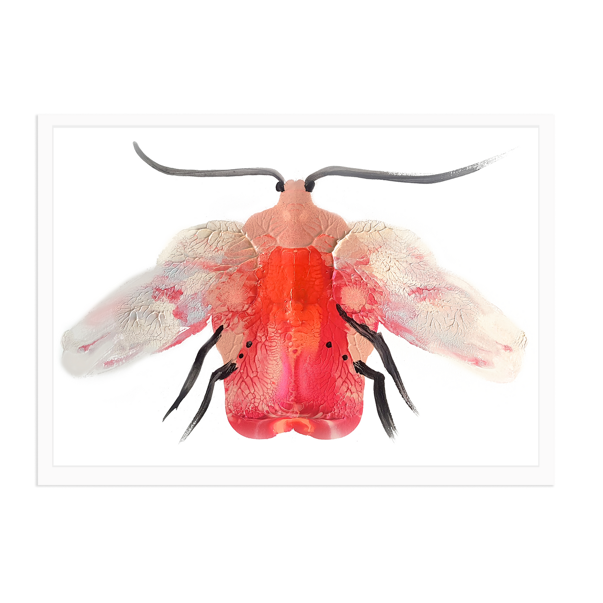 Pink Moth | Archival Art Print