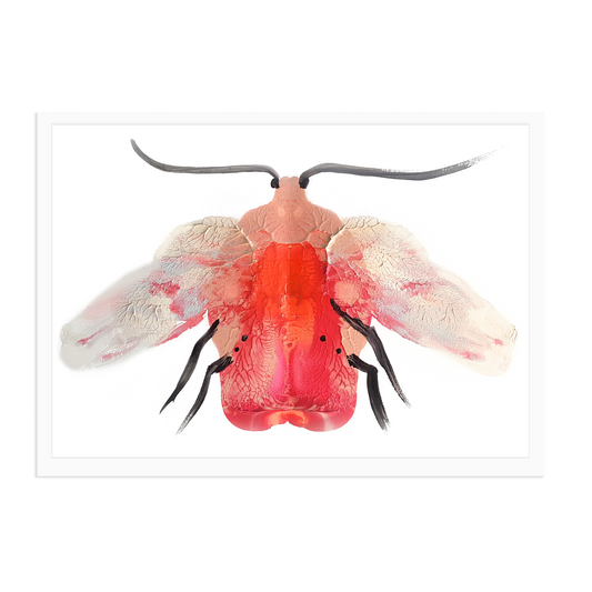 Pink Moth | Archival Art Print