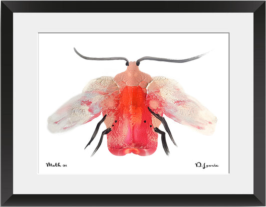 Pink Moth | Archival Art Print