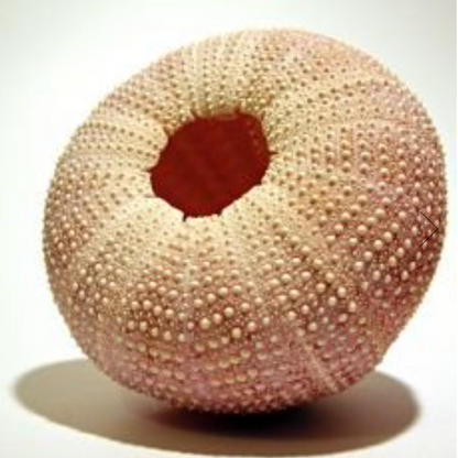 Urchin Lampshades | Bamboo