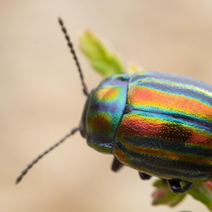 Wall Art Rainbow Leaf Beetle